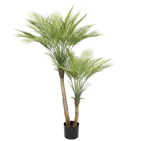 Kentia Palm Double Trunk UV 120cm