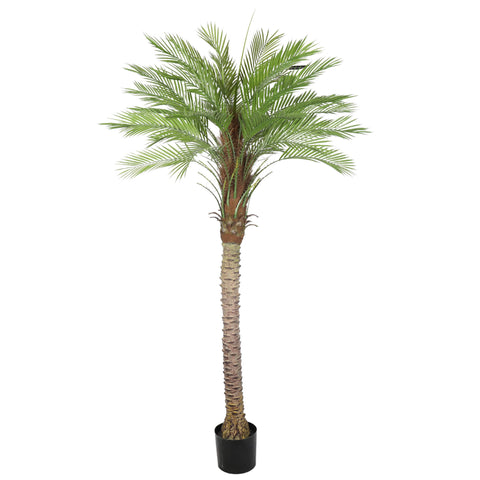 Kentia Palm Tree UV 180cm