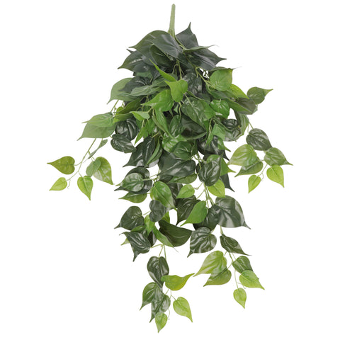 Philodendron Hanging Bush 80cml - EvergreenWalls